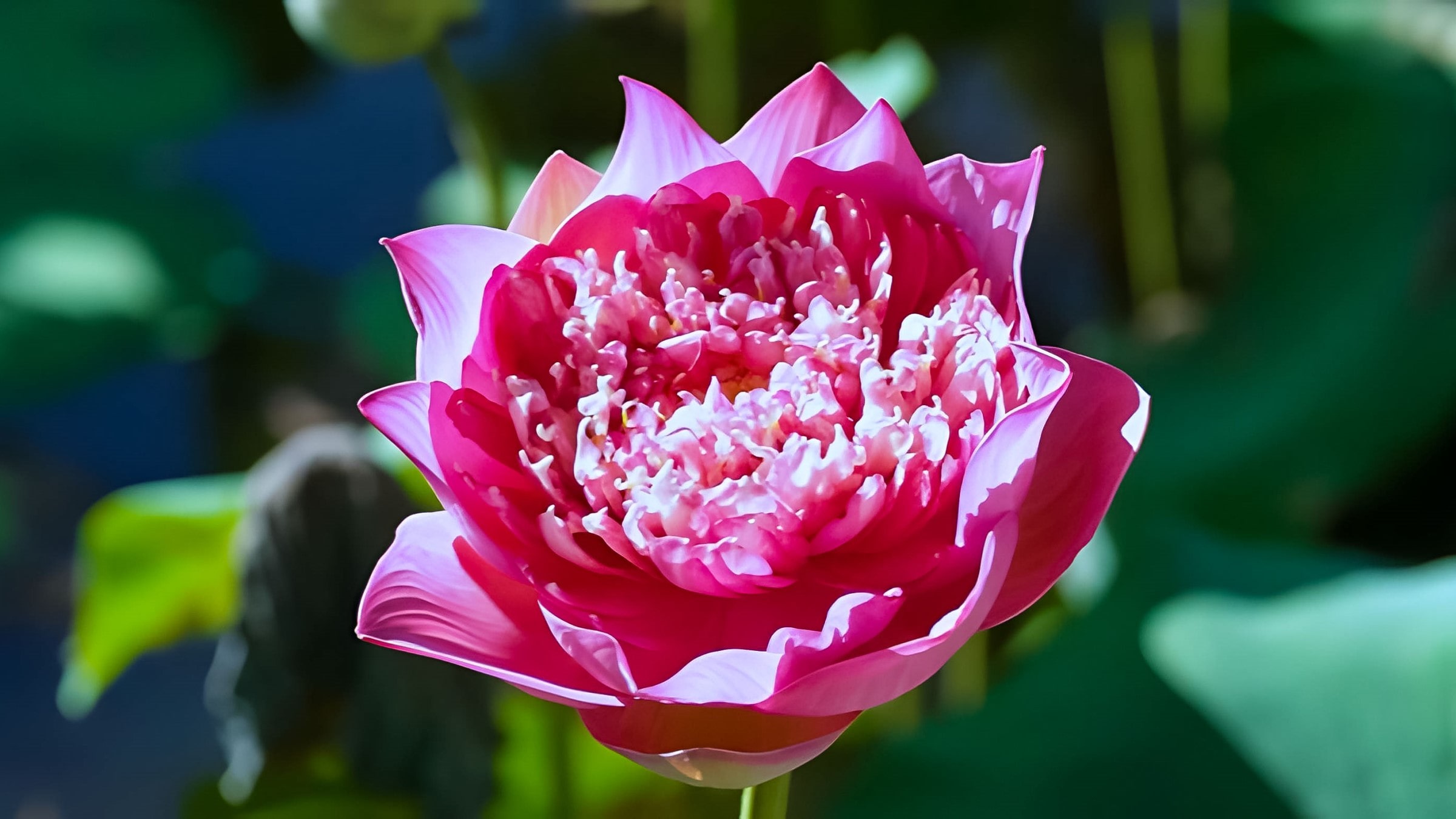 Lotus Tea Legend — Part I: The Sacred History of the West Lake Lotus 1 The-Hundred-Petaled-Lotus-of-West-Lake-Sen-Bach-Diep-1