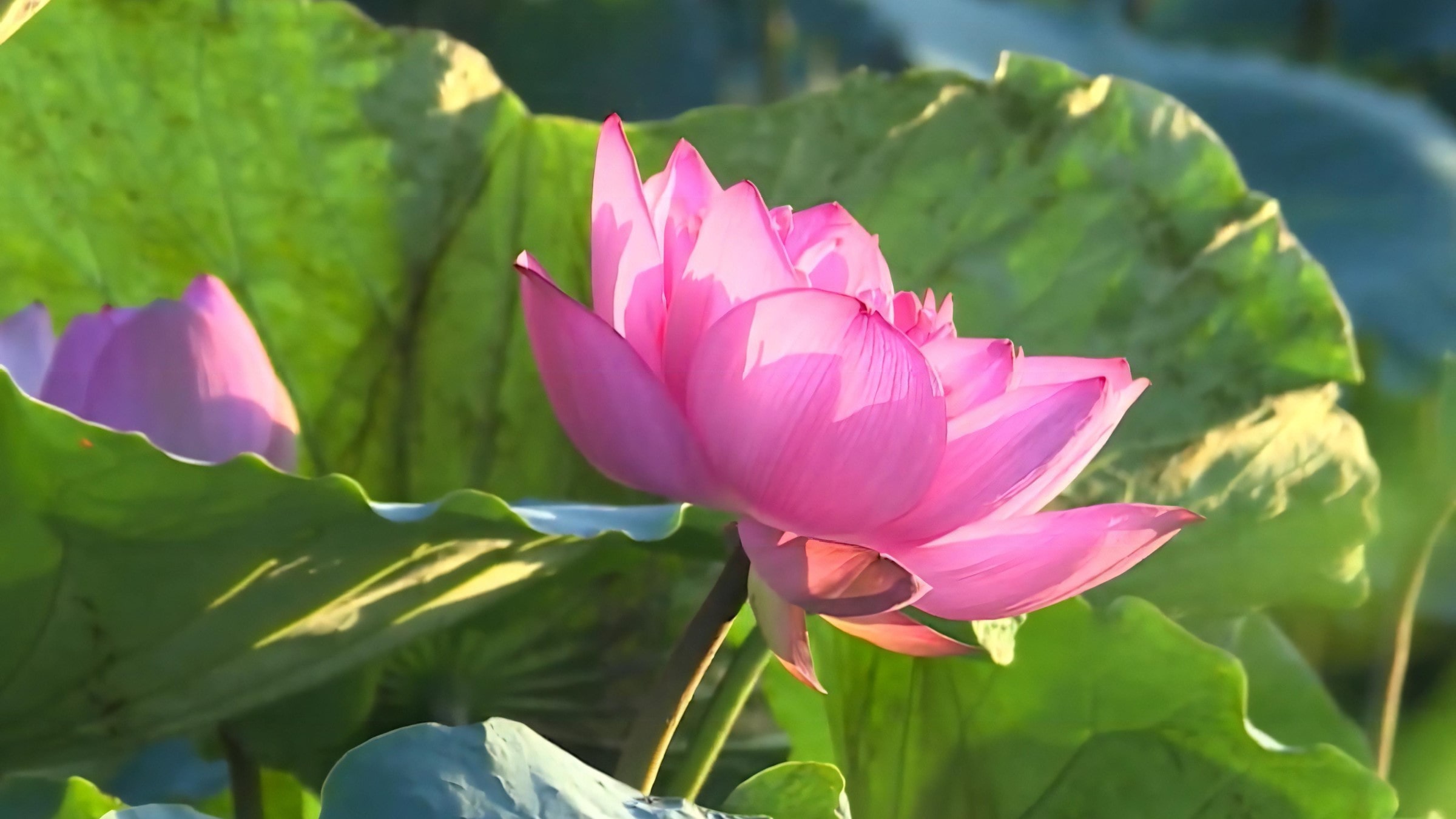 Lotus Tea Legend — Part I: The Sacred History of the West Lake Lotus 5 The-Hundred-Petaled-Lotus-of-West-Lake-Sen-Bach-Diep-2