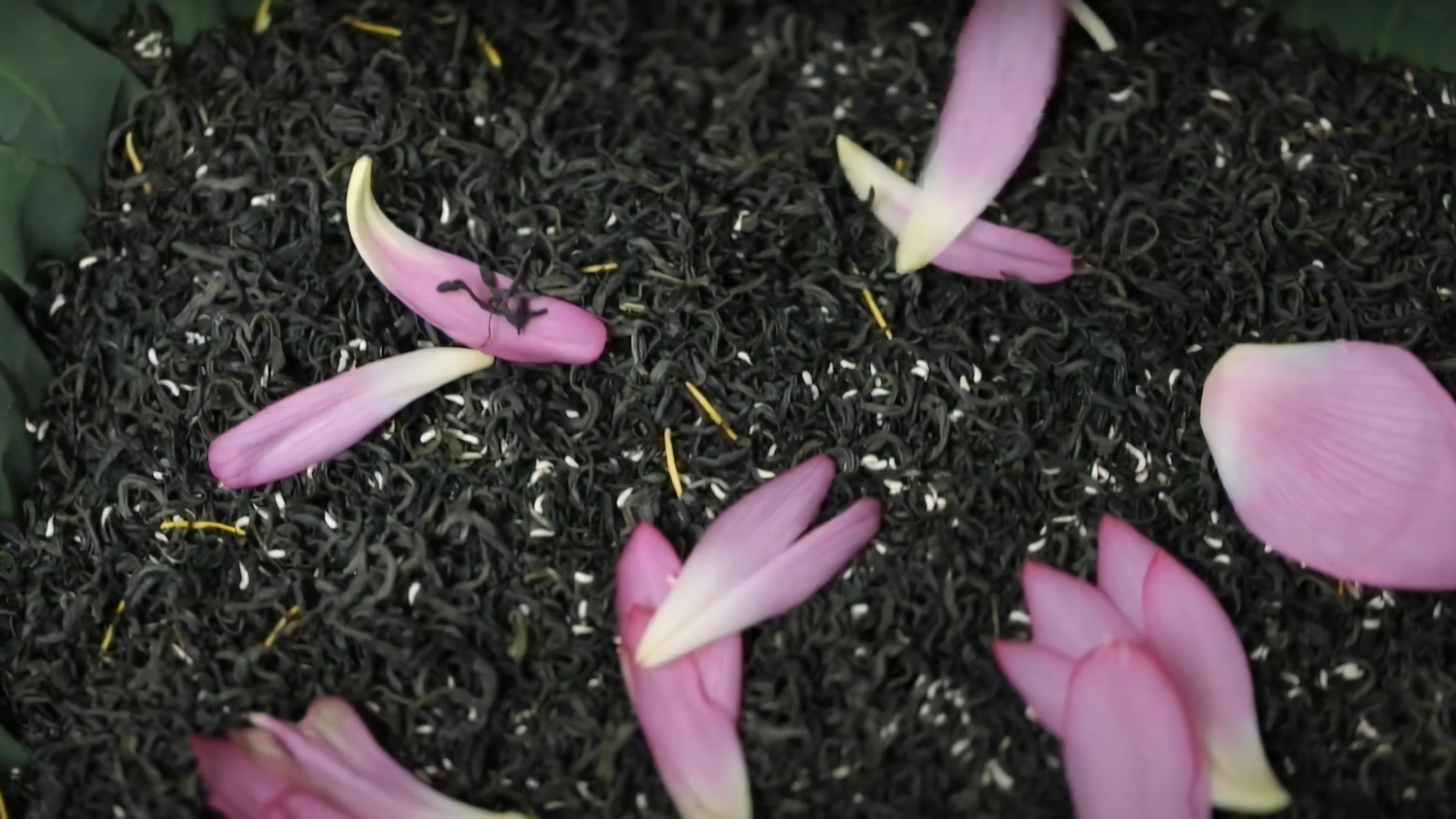Lotus Tea Legend — Part I: The Sacred History of the West Lake Lotus 2 lotus-tea-scenting-with-lotus-rice