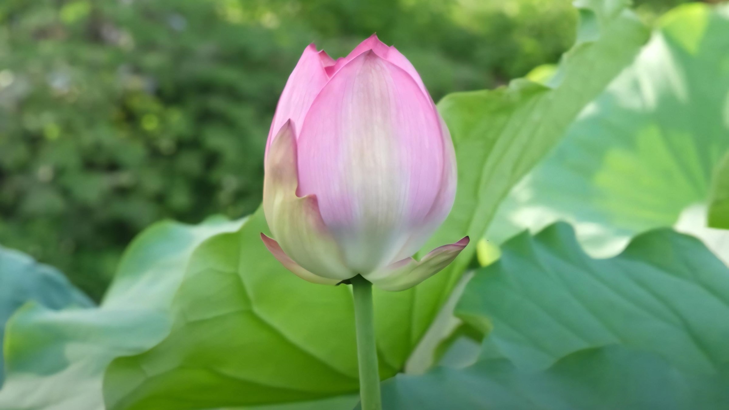 West Lake Lotus Tea Legend — Part II: The Art of Handcrafted Lotus Scenting 3 Ham-Tieu-buds