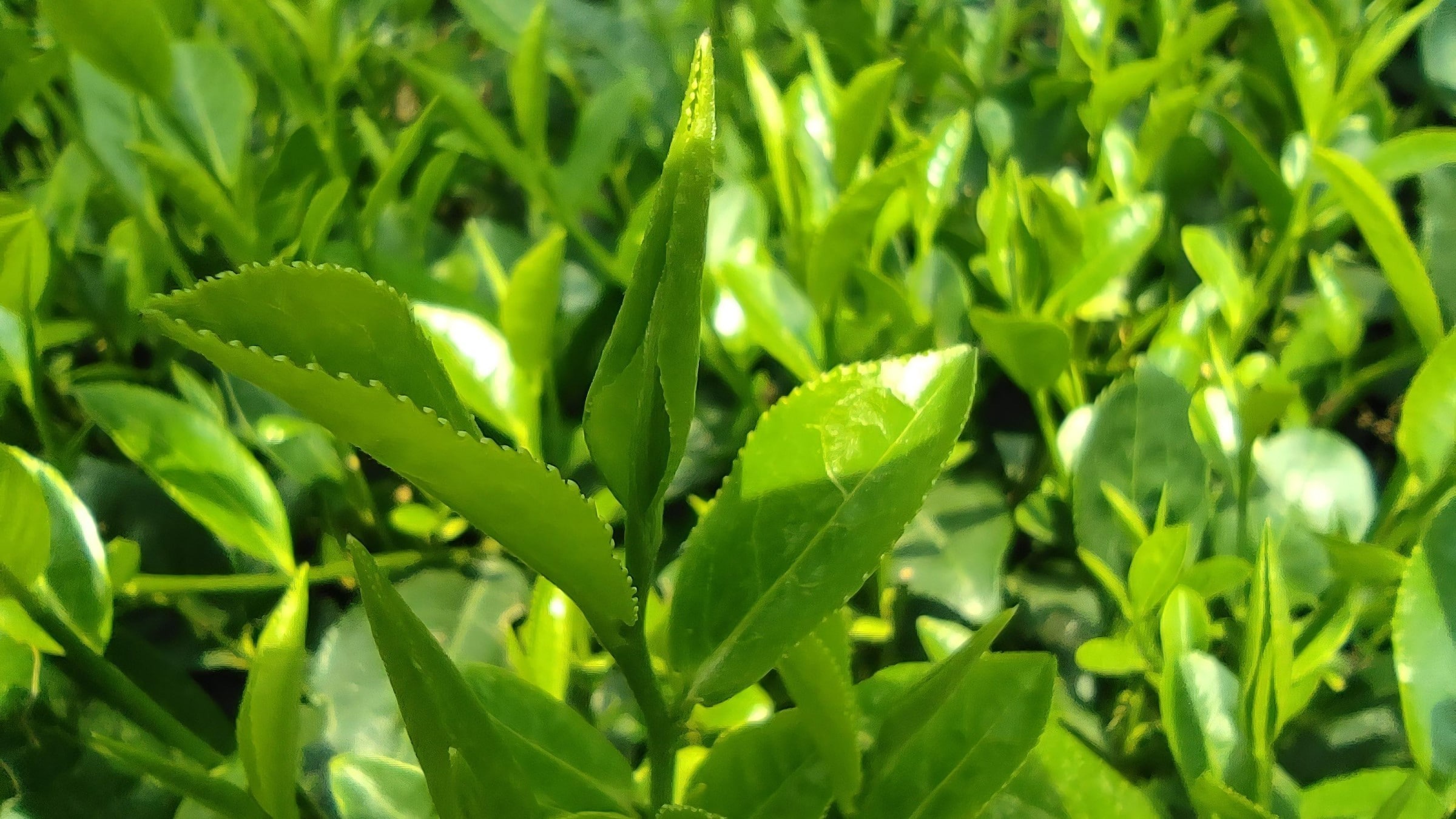 West Lake Lotus Tea Legend — Part II: The Art of Handcrafted Lotus Scenting 22 Tan-Cuong-young-tea-buds