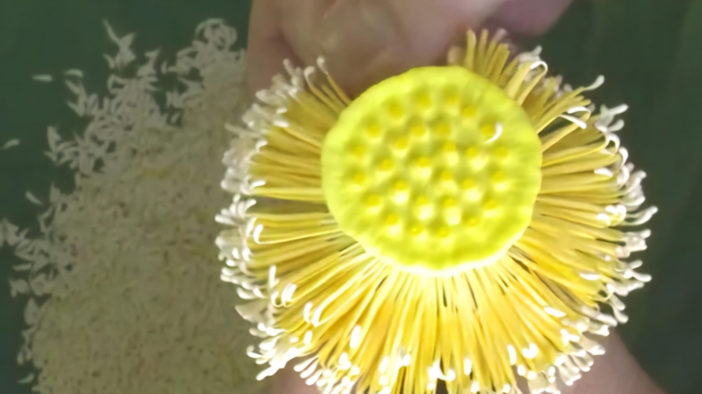 West Lake Lotus Tea Legend — Part II: The Art of Handcrafted Lotus Scenting 12 extract-lotus-rice-1