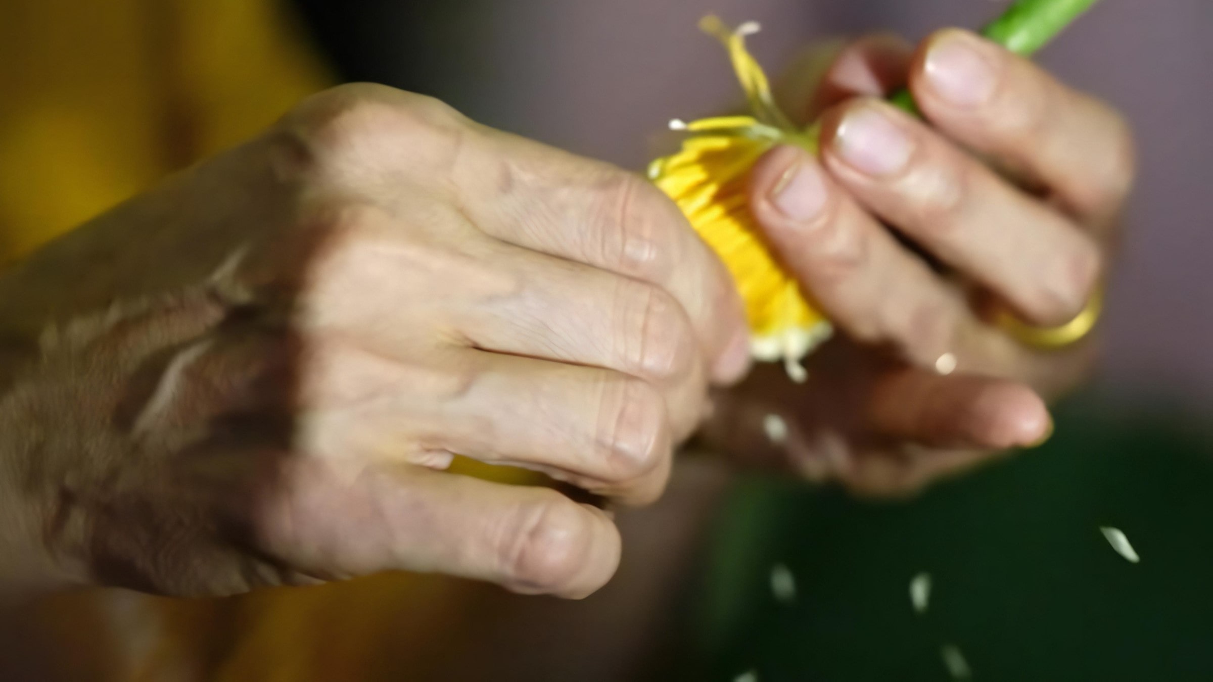 West Lake Lotus Tea Legend — Part II: The Art of Handcrafted Lotus Scenting 14 extract-lotus-rice-2