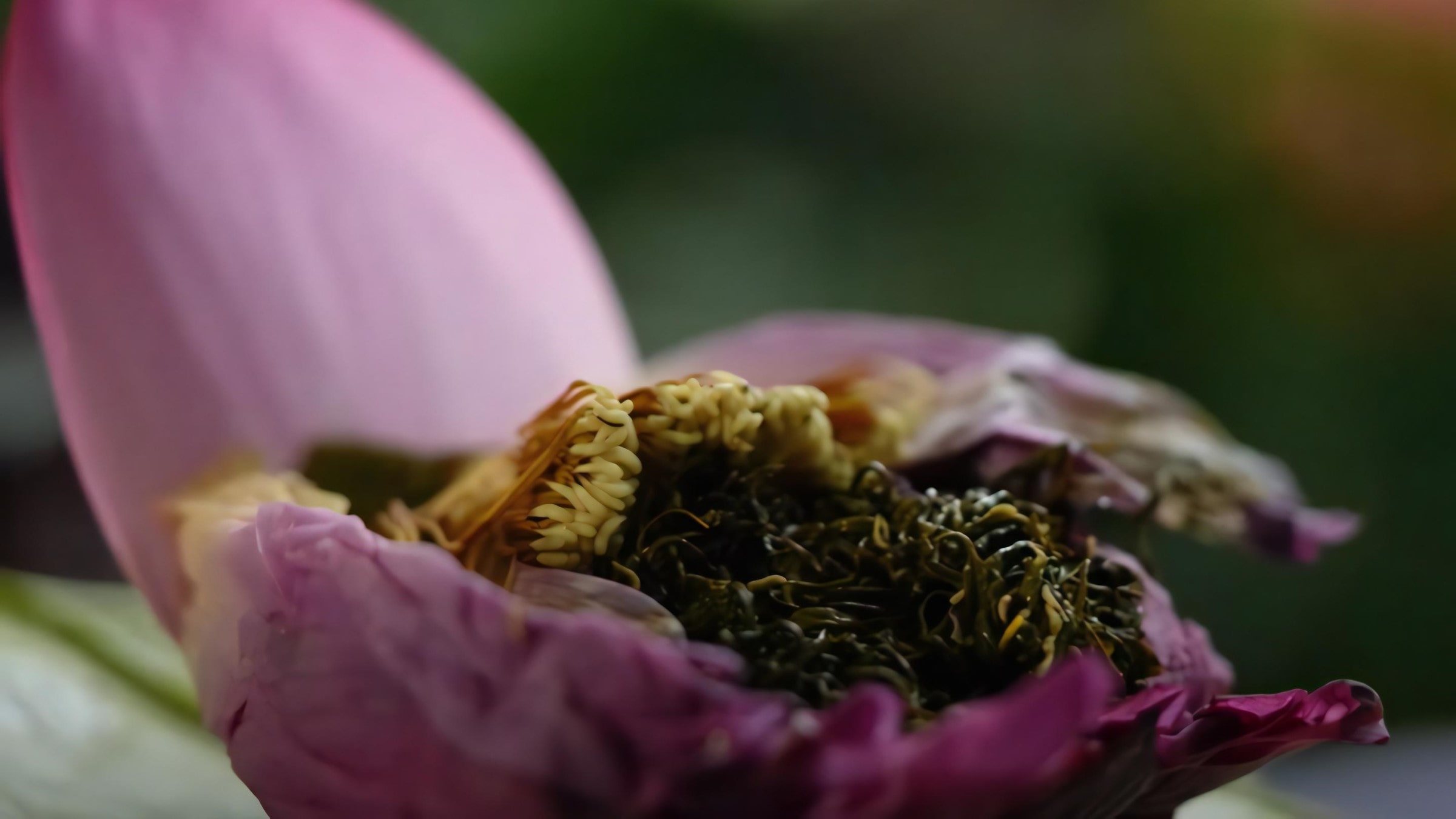 West Lake Lotus Tea Legend — Part II: The Art of Handcrafted Lotus Scenting 36 fresh-scenting-lotus-tea-finished-product-1
