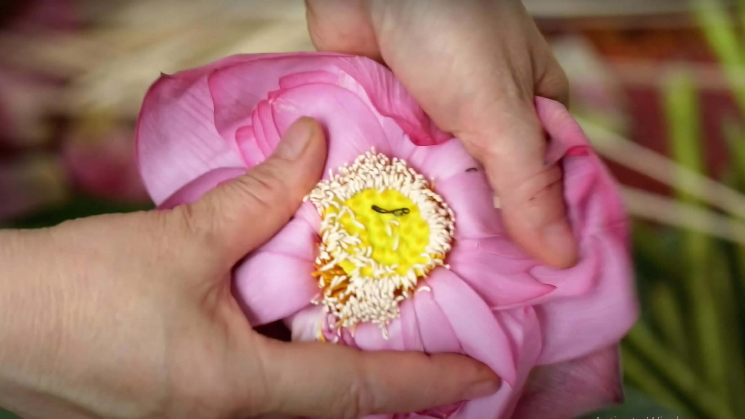 West Lake Lotus Tea Legend — Part II: The Art of Handcrafted Lotus Scenting 25 fresh-scenting-step-1