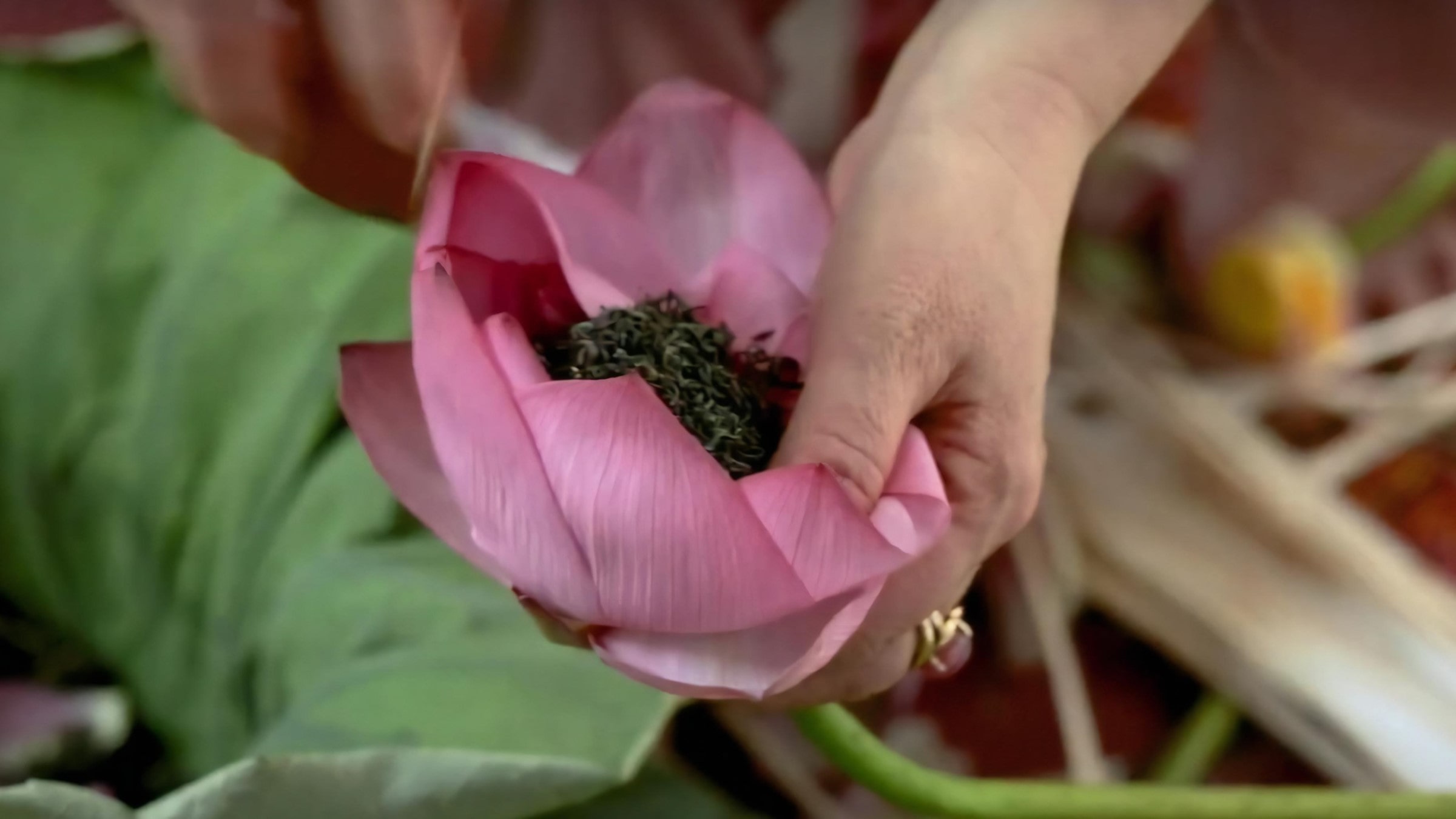 West Lake Lotus Tea Legend — Part II: The Art of Handcrafted Lotus Scenting 28 fresh-scenting-step-4