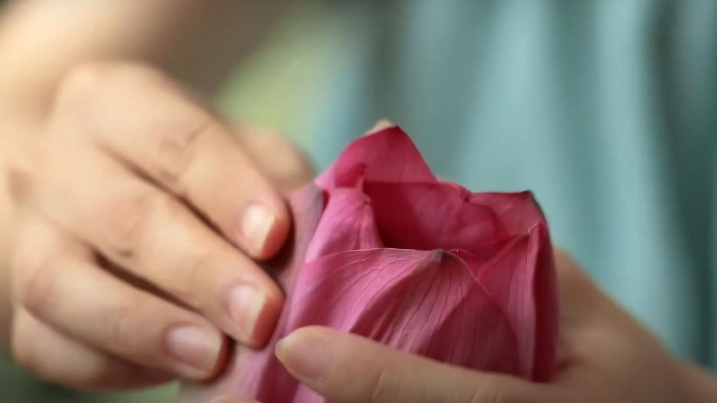 West Lake Lotus Tea Legend — Part II: The Art of Handcrafted Lotus Scenting 29 fresh-scenting-step-5