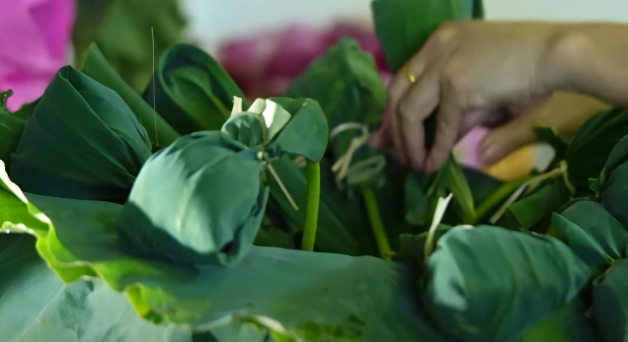 West Lake Lotus Tea Legend — Part II: The Art of Handcrafted Lotus Scenting 33 fresh-scenting-step-9