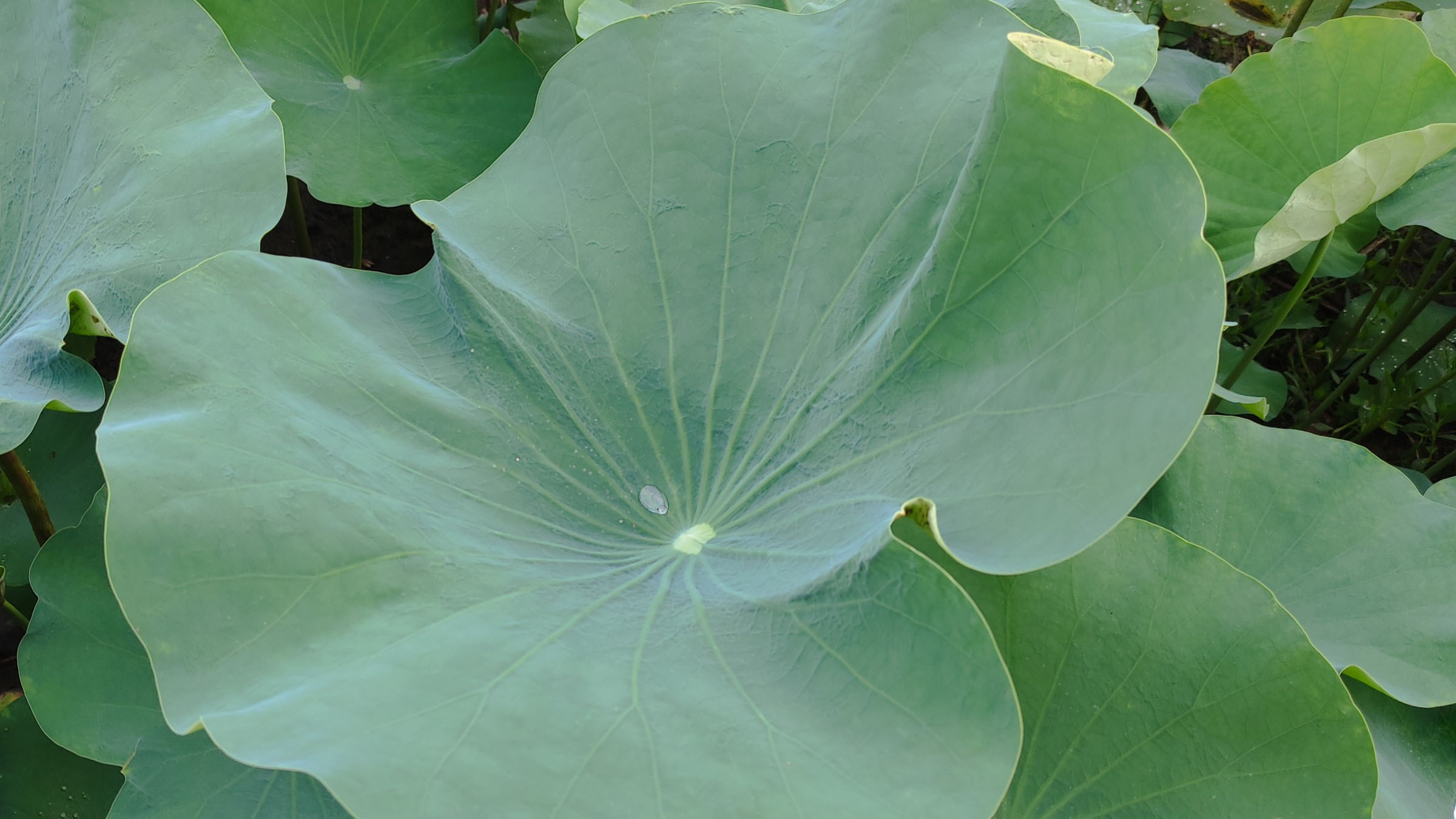 gather-dewdrops-from-lotus-leaves