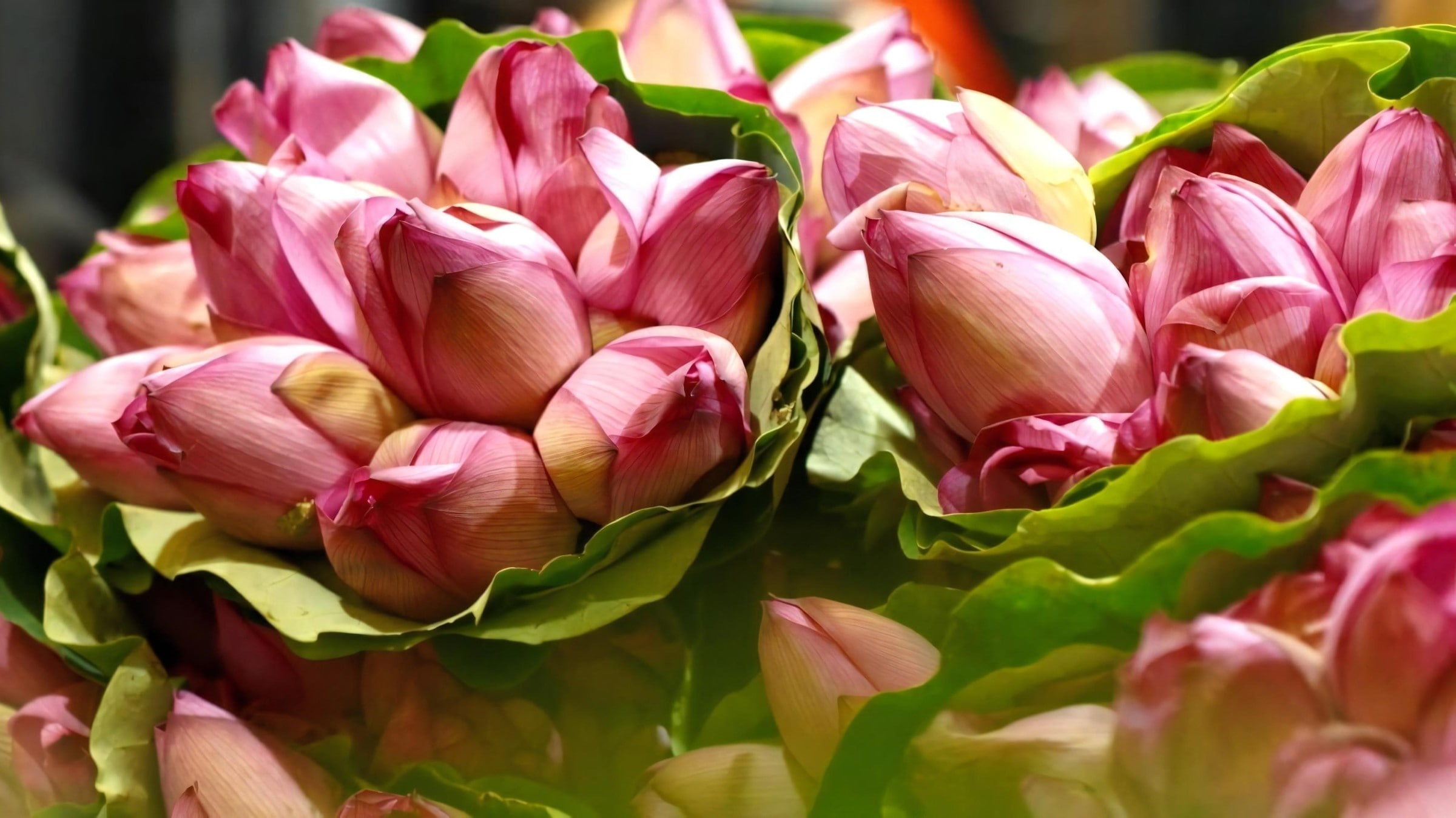 West Lake Lotus Tea Legend — Part II: The Art of Handcrafted Lotus Scenting 7 gather-ham-tieu-half-smiling-lotus-buds