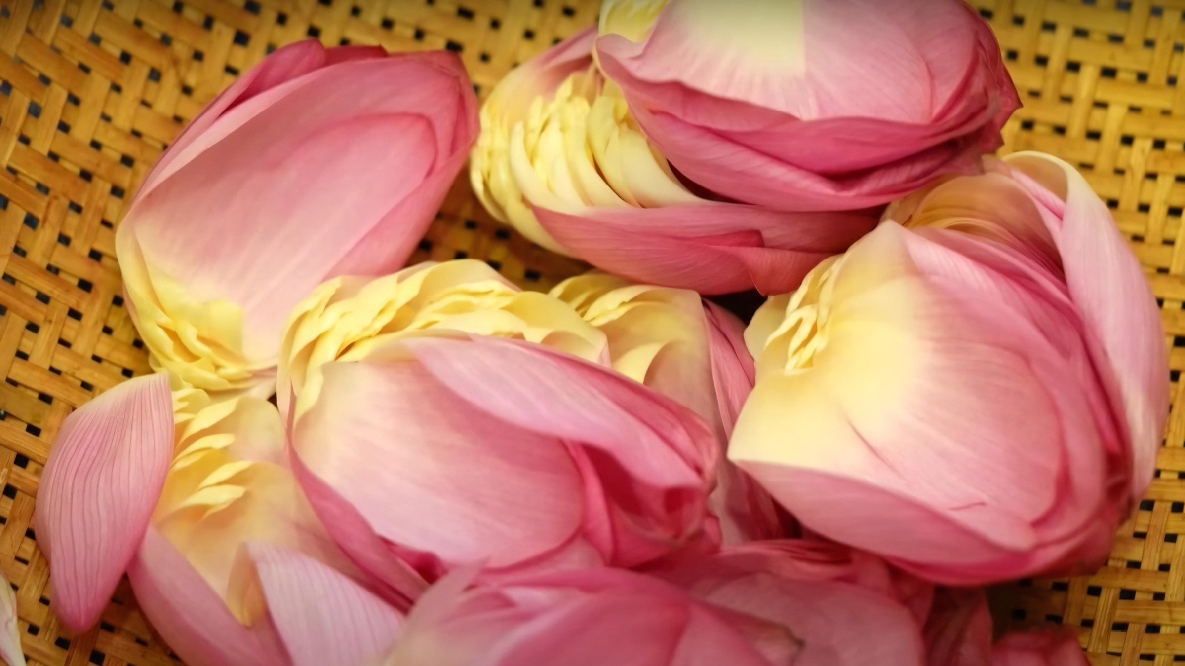 West Lake Lotus Tea Legend — Part II: The Art of Handcrafted Lotus Scenting 9 large-outer-petals-are-removed