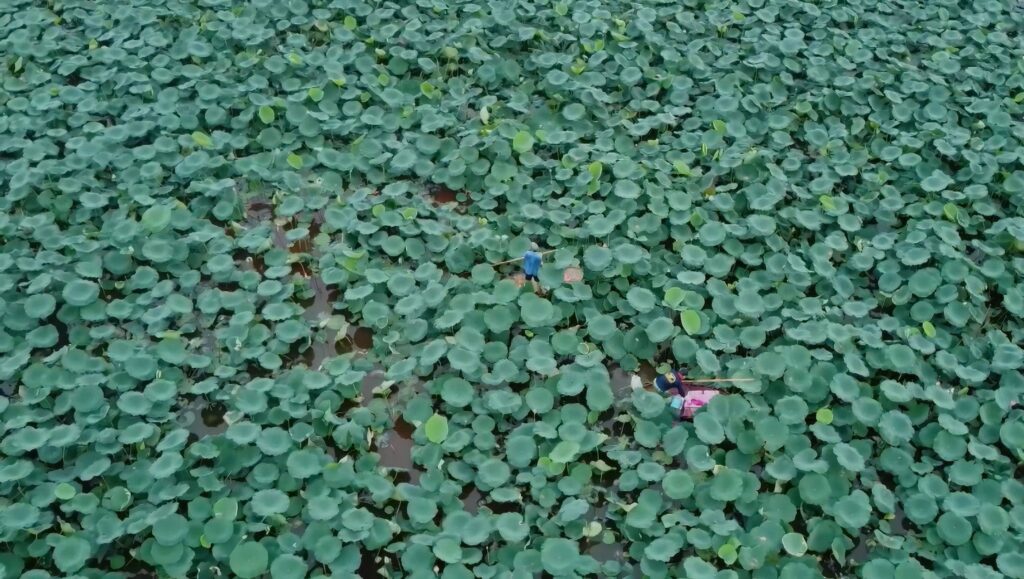 lotus-gatherers-glide-their-boats-through-the-maze-of-lotus-1