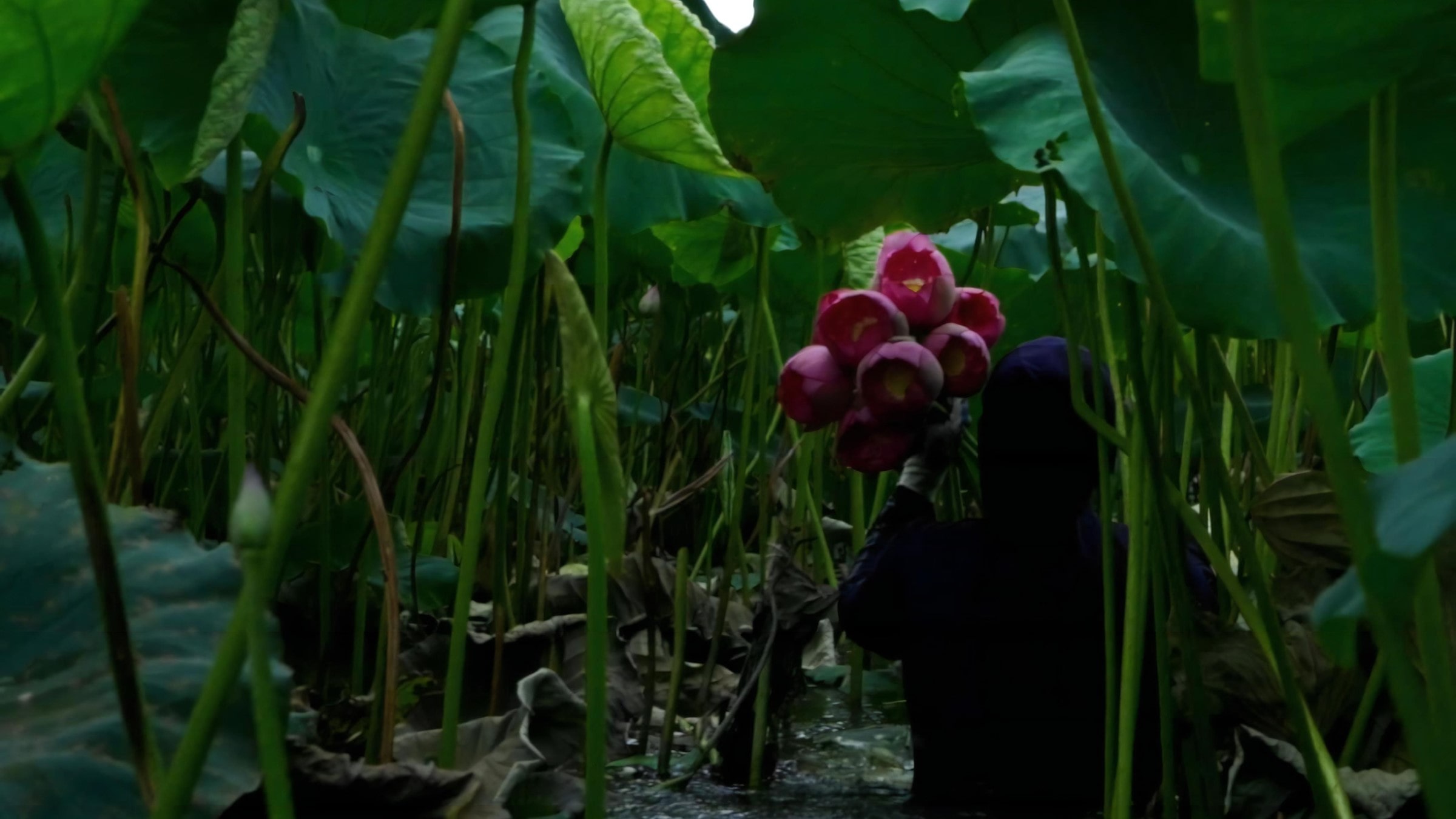 West Lake Lotus Tea Legend — Part II: The Art of Handcrafted Lotus Scenting 2 lotus-gatherers-glide-their-boats-through-the-maze-of-lotus