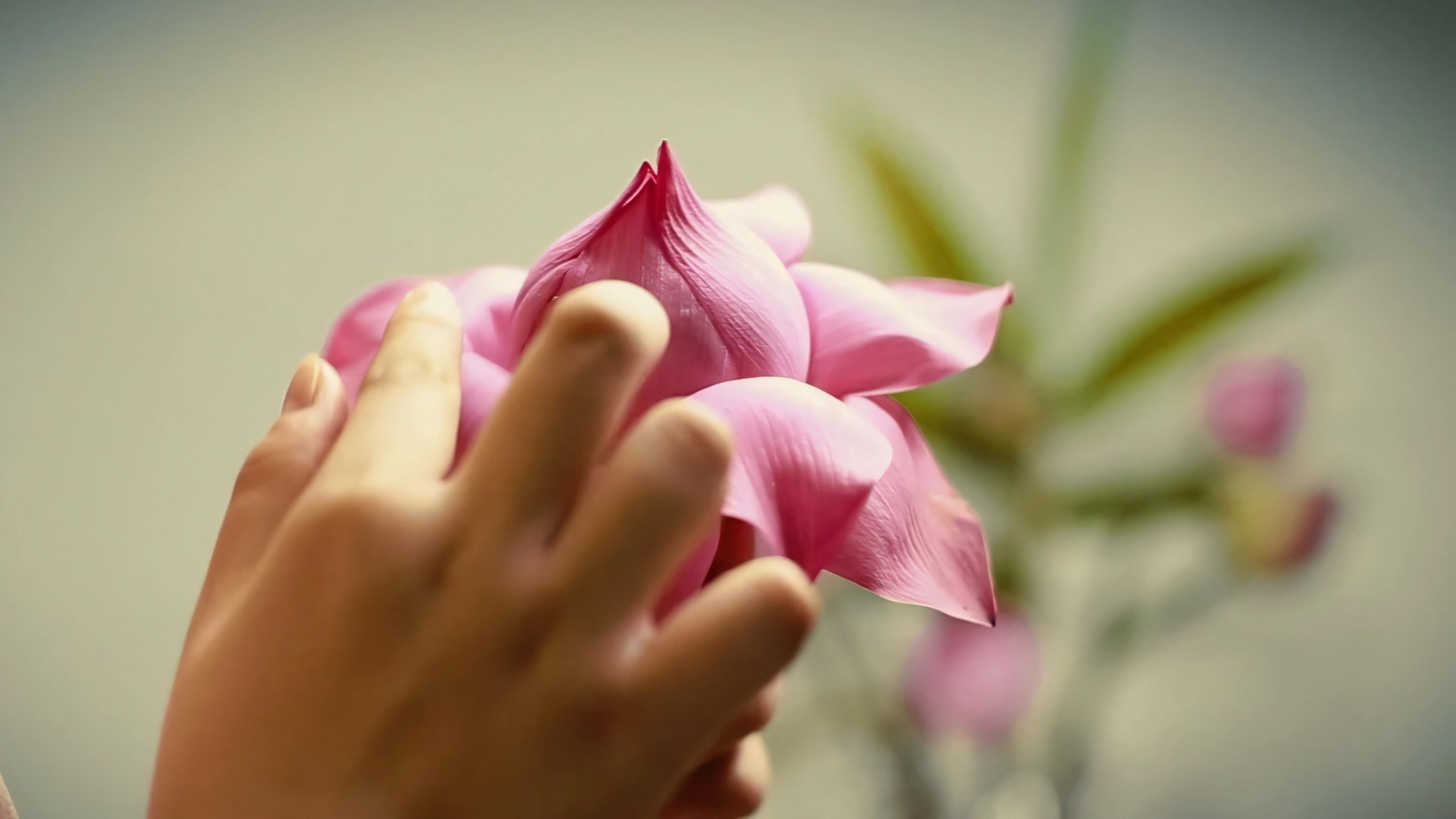 West Lake Lotus Tea Legend — Part II: The Art of Handcrafted Lotus Scenting 8 separating-petals