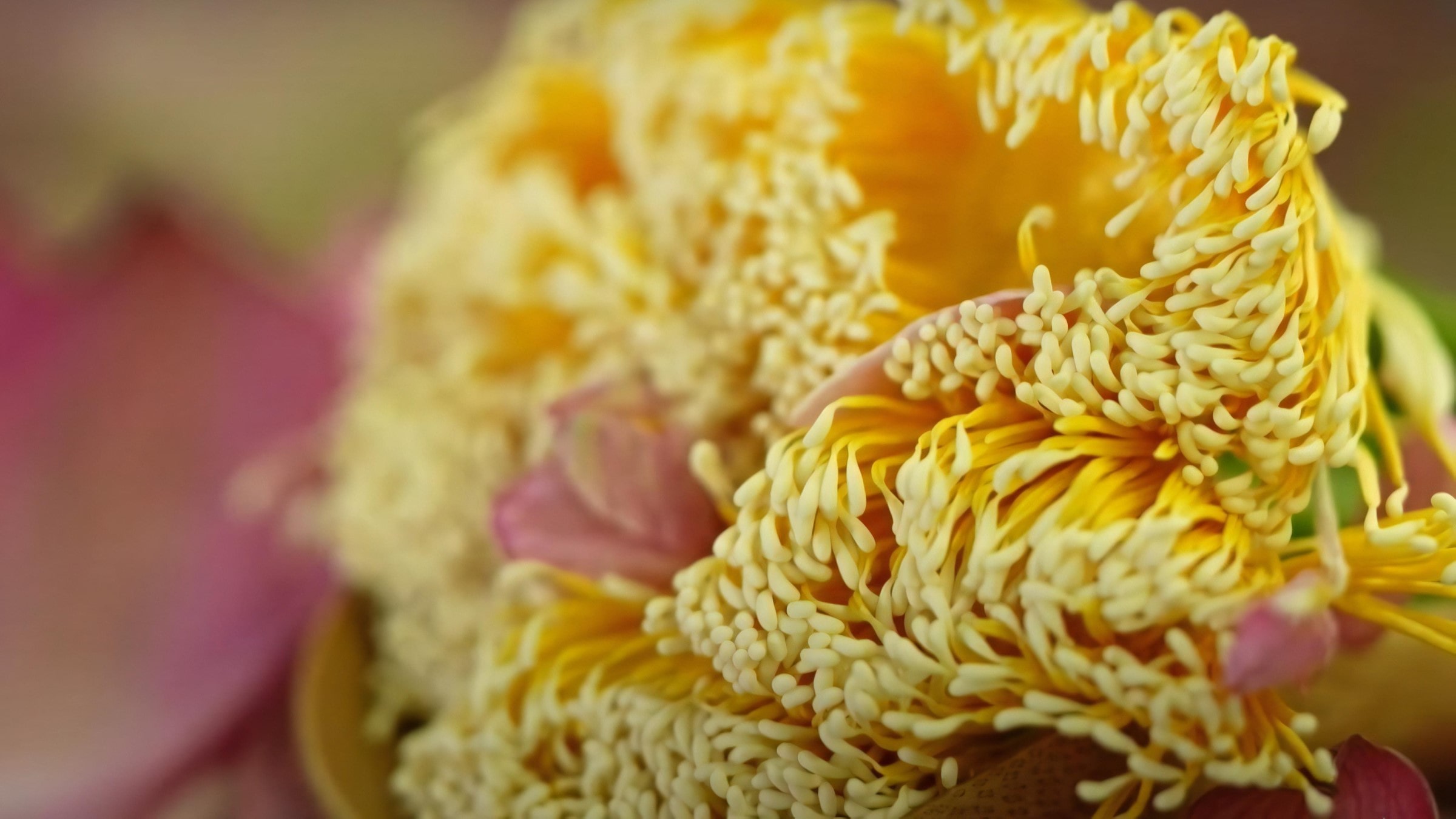 West Lake Lotus Tea Legend — Part II: The Art of Handcrafted Lotus Scenting 13 west-lake-lotus-rice-2