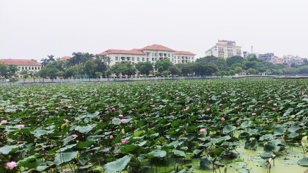 Lotus Tea Legend — Part I: The Sacred History of the West Lake Lotus 4 A corner of Thủy Sứ Pond on the Quảng An Peninsula.