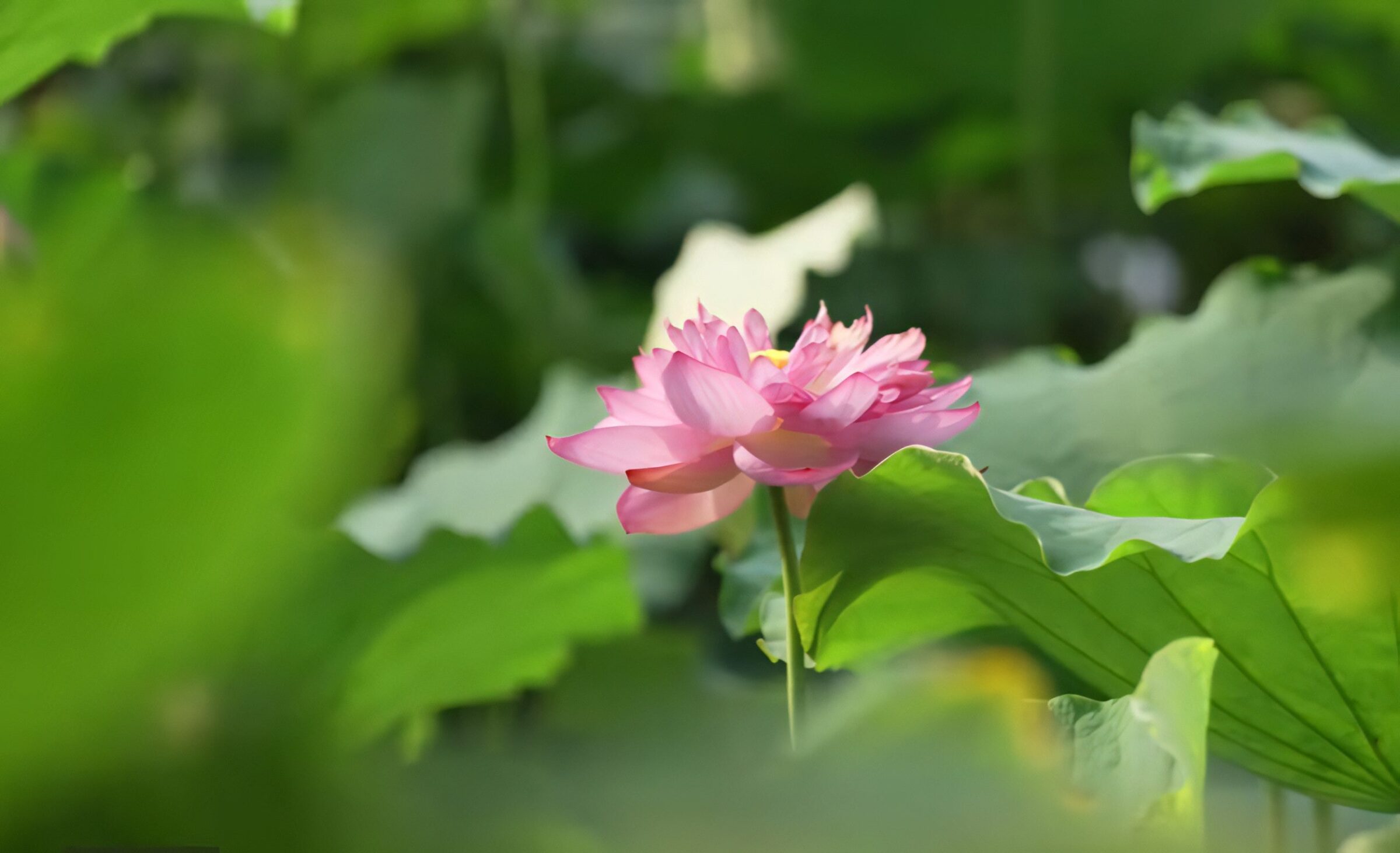 west-lake-lotus-bach-diep