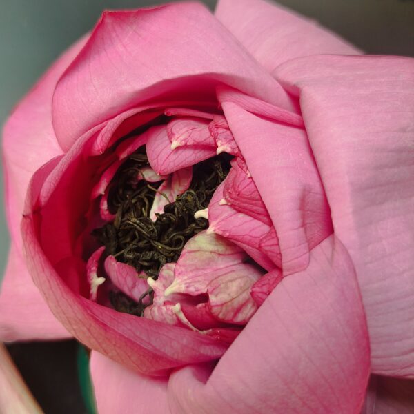 Lotus-tea-west-lake-thai-nguyen-fresh-scented-whole-blossom-freeze-dried