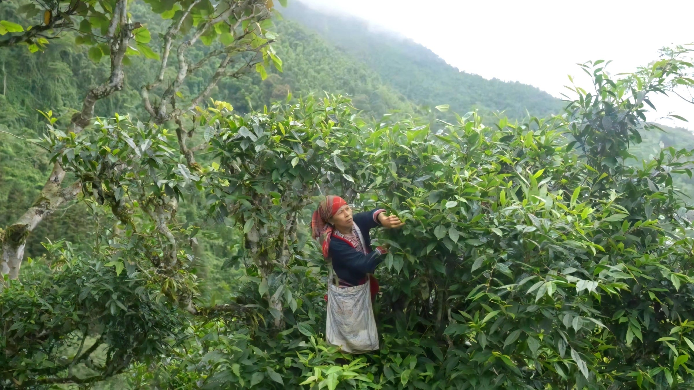 hand-harvesting-shan-tuyet-tea-buds