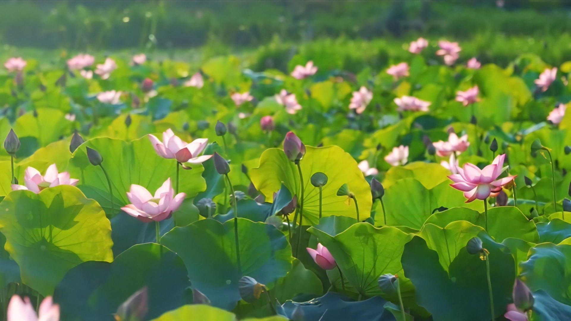 Lotus Symbolism in Vietnamese Culture: Purity Rising from the Mud 1 Lotus-Symbolism-in-Vietnamese-Culture-lotus-field
