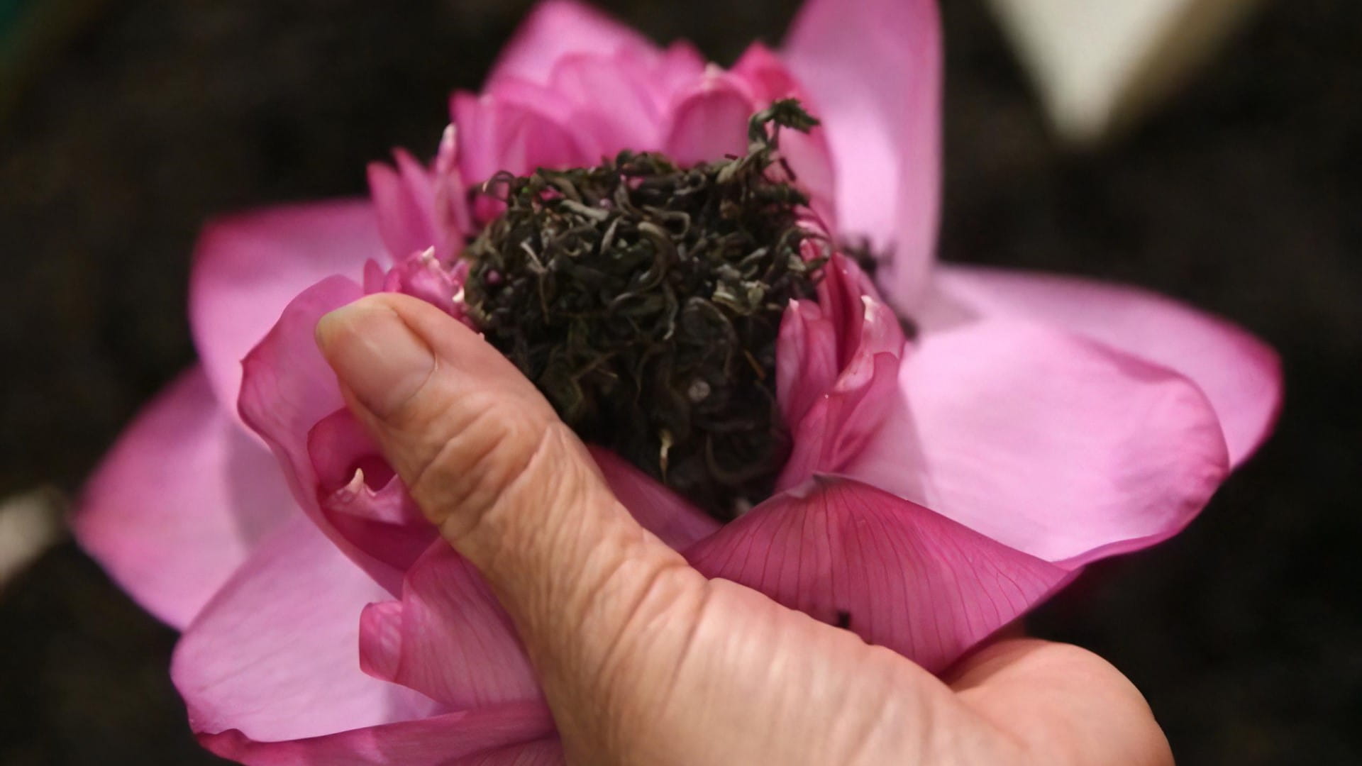What Is West Lake Lotus Tea? 1 What-Is-West-Lake-Lotus-Tea