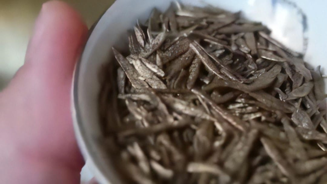 Yellow-Gold-Tea-Buds